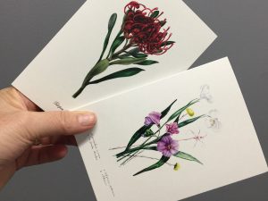 Eliza Blyth greeting cards for florists everywhere