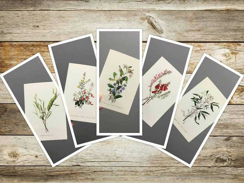 Greeting cards available from Gowans & Son Chipping Norton. Floral designs by colonial artist Eliza Blyth.