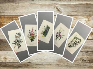 Greeting cards available from Gowans & Son Chipping Norton. Floral designs by colonial artist Eliza Blyth.