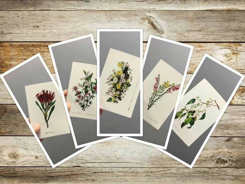 Greeting cards available from Gowans & Son Chipping Norton. Floral designs by colonial artist Eliza Blyth.