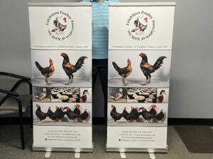 Pull Up Banners in Chipping Norton Sydney